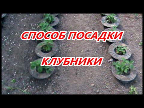 Галина кизима клубника посадка и уход Галина кизима клубника посадка и уход