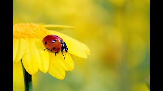 Studies On Morphological Variation In The Ladybird Beetles Coleoptera Coccinellidae Abdominal Seg