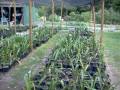 How to Grow amaryllis 6 13 09