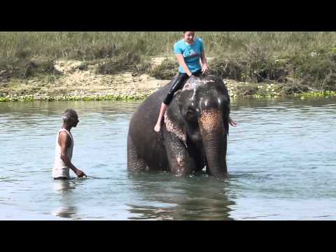 Kik prend un bain avec un éléphant à Chitwan