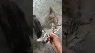 Los Pequeños Urmas