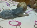 Yuuki: dog tricks (smart and cute yorkshire terrier)