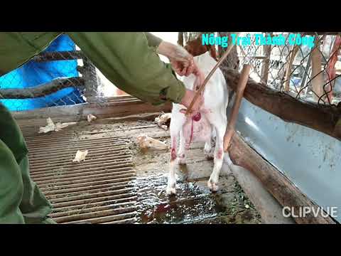 Cách thụt rửa tử cung dê, dê bị sót nhau thai, không ra nhau thai