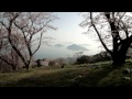 香川県　紫雲出山の桜