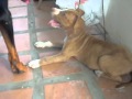 rottweiler vs pitbull 3