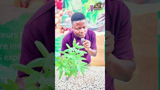 Pourquoi Brûler De La Sauge Blanche Change Ta Vie ?