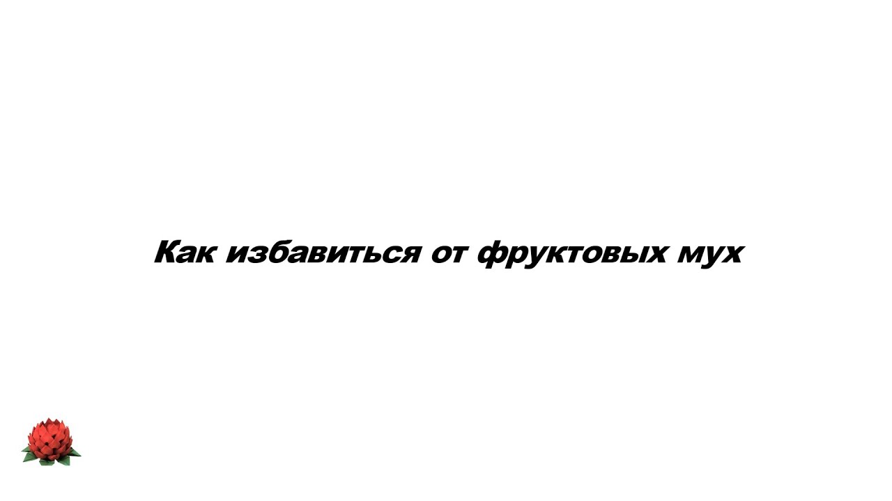 Как избавиться от дрозофил Как избавиться от дрозофил