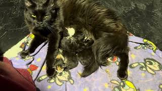 Kittens