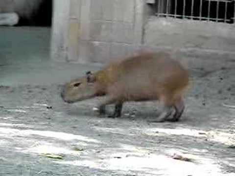 Yuzu-chan Capybara Baby at ueno zoo