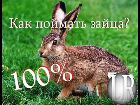 как ловит зайца летом как ловит зайца летом