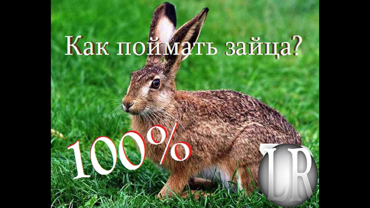 Как сделать ловушка для зайца Как сделать ловушка для зайца