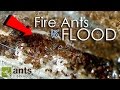 FIRE ANTS vs FLOOD! | What Happens to Ants When It Rains?