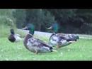 20080502 fleissige und faule Wildenten am Bodensee 勤劳和懒惰的野鸭