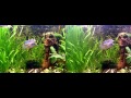 Fuji Finepix W1 Real 3D Aquarium 3D Stereo