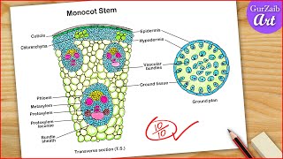 Monocot Stem Diagram Drawing - Easy Step By Step Ts Section Of Monocot Stem