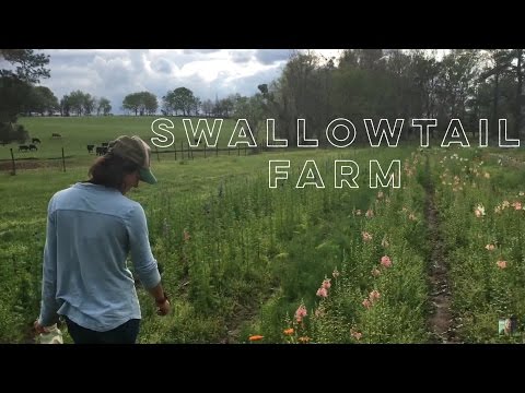 Louise Video