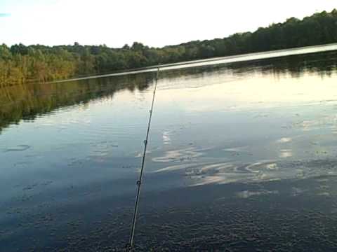 largemouth bass wallpaper. for largemouth bass with