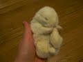 bunny