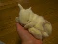 bunny