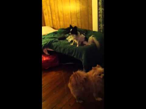 papillon vs pomeranian papillon vs pomeranian papillon vs pomeranian papillon vs pomeranian