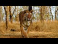 Ultimate Family of BIG CATS-LION,TIGER, CHEETAH & JAGUAR(HDquality)Himanshu Singh Gurjar- EPIC SAVE