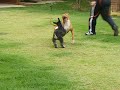 Briga de pit bull - youtube