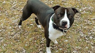 Gator Pitbull On The Prowl