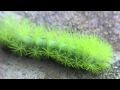 El Ataque de la Oruga verde