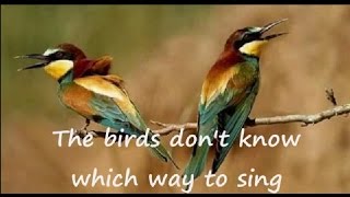 Watch Peter Hammill The Birds video
