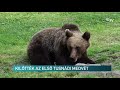 Kilőtték az első tusnádi medvét – Erdélyi Magyar Televízió