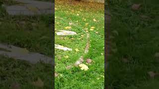 Бархатный Сезон Любви -Золотая Осень
