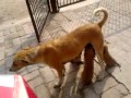 image Bhabhi Ko Kutte Se Chudwaya