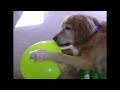 golden retreiver