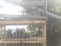Algunos de mis pajaros y de paso caze de misto y chingolo ;)