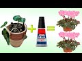 resuscita e moltiplica un ciclamino "morto" con la colla. cyclamen