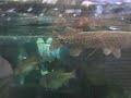 Title:Feeding the fishes at Bass Pro Shop Description:Whats the life expactancy of large wild shiners in a  tank full of bass, tarpons, snook etc.....? part2
