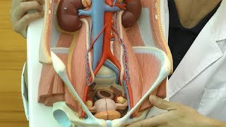 泌尿器系，両性型・6分解モデル：動画