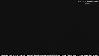 Off Season - Endangered Bermuda Petrels Cahowcam2 Burrow Livestream Nonsuch Expeditions