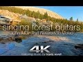 4K John Muir Trail Relaxation: "Singing Forest Guitars" Nature Music Video ft Travis Revell