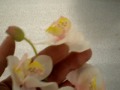 Artificial flower phalaenopsis orchid
