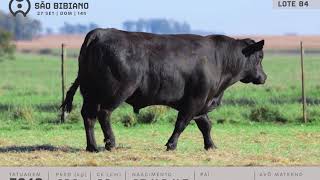 LOTE 84 - TOUROS ANGUS - LEILÃO VIRTUAL SÃO BIBIANO 2020