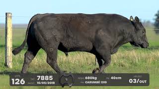 LOTE 126 - TOUROS ANGUS - LEILÃO SÃO BIBIANO 2021