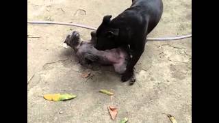 Hard Face Kennel Staffbull King