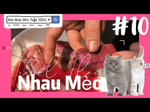 Nhau mèo trị bệnh ngâm rượu & Mua nhau mèo ở đâu uy tín