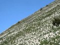 Narcise v vetru - Posnetek goliških narcis