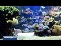 Tips to Keep Your Aquarium Glass Clean - EP 3: Saltwater Aquarium Maintenance
