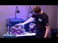 Video Tips to Keep Your Aquarium Glass Clean - EP 3: Saltwater Aquarium Maintenance