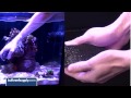 Tips to Keep Your Aquarium Glass Clean - EP 3: Saltwater Aquarium Maintenance