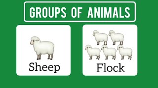 Groups Of Animals