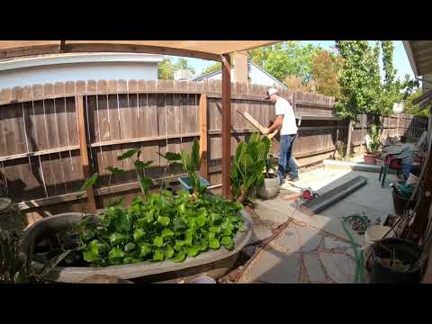 Aquaponics with Koi (Sacramento)